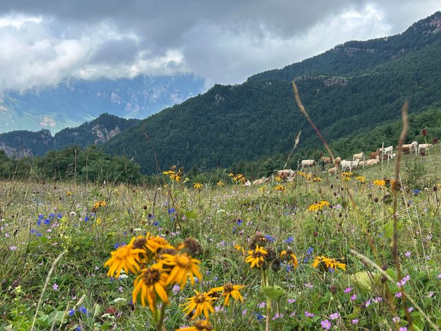 洛陽周邊15℃超冷雲端草原怕冷人慎入！