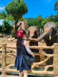 湖州龍之夢動物園全攻略｜親子/情侶/長者遊玩指南