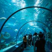 上海海洋水族館7天深度遊玩攻略（暑假版）
上海海洋水族館位於浦東新區陸家嘴，緊鄰東方明珠，是世界上最大的