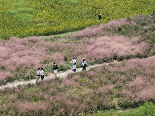 十月必衝美人地台地 粉黛與稻海的秋