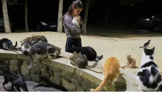 Cat Kingdom Cyprus: The Ratio of Cats to Humans Reaches 1 to 1