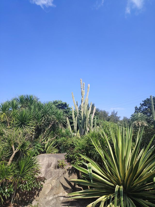 廈門園林博物園：探秘古典園林之美

廈門，這座美麗的海濱城市，不僅因其海灘、島嶼和美食而聞名於世，更