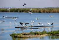 華北秘境衡水湖觀鳥指南,速存!