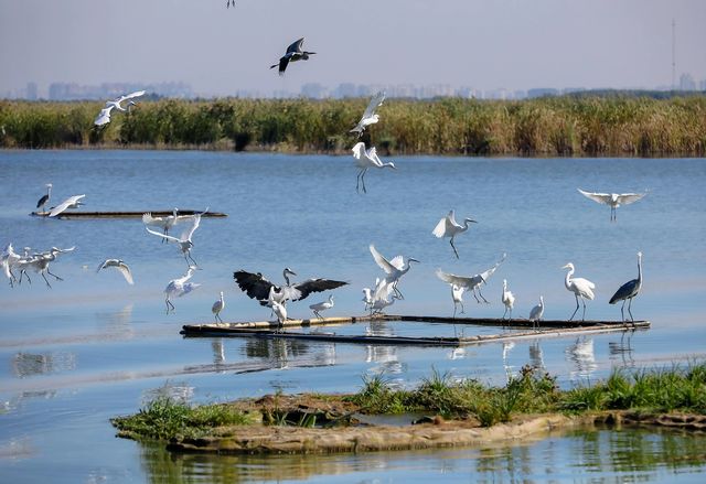 華北秘境衡水湖觀鳥指南,速存! 華北秘境衡水湖觀鳥指南,速存!