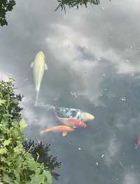 趵突泉驚現水墨畫錦鯉