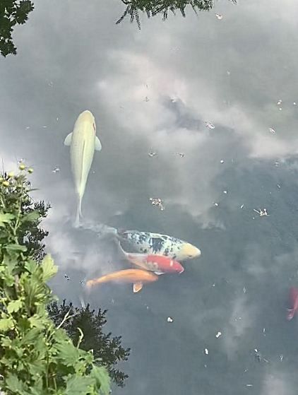 趵突泉驚現水墨畫錦鯉