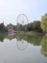 銀川人速衝！中山公園菊花直接開成童話
