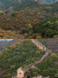 金山嶺長城秋景已上線，這份賞秋攻略請收好