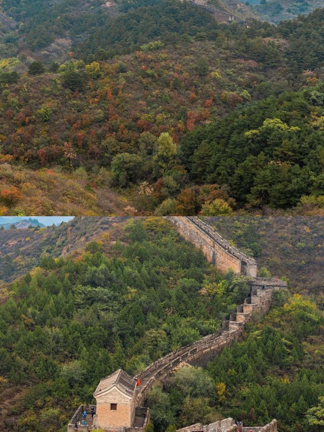 金山嶺長城秋景已上線，這份賞秋攻略請收好