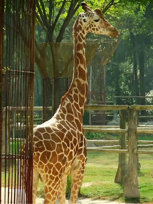 長隆動物世界一日暴走路線