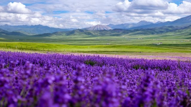 闖入油畫般的花海仙境