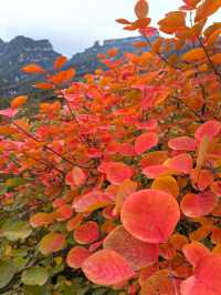 坡峰嶺的紅葉真的很美