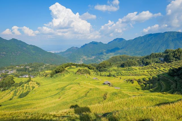 國慶必去！仙境般的雲和梯田秋日金色稻浪美翻了～