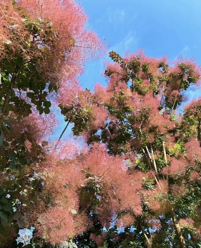鍋盔山秋賦:黃櫨燃霞染北國 鍋盔山秋賦:黃櫨燃霞染北國