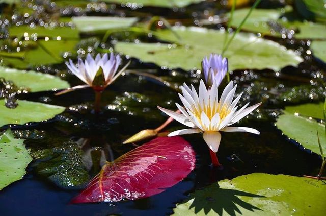 疫情前的奇幻之旅在博茨瓦納奧卡萬戈遇見非洲象