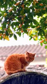 蘇州的秋天|在怡園的桂花香裡,撞見江南最溫柔的時刻