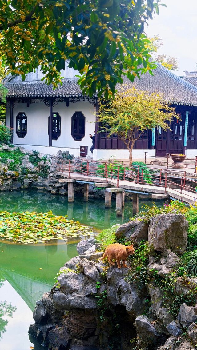 蘇州的秋天|在怡園的桂花香裡,撞見江南最溫柔的時刻 蘇州的秋天|在怡園的桂花香裡,撞見江南最溫柔的時刻