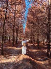 絕美!包場整個落羽松林的韓劇級浪漫