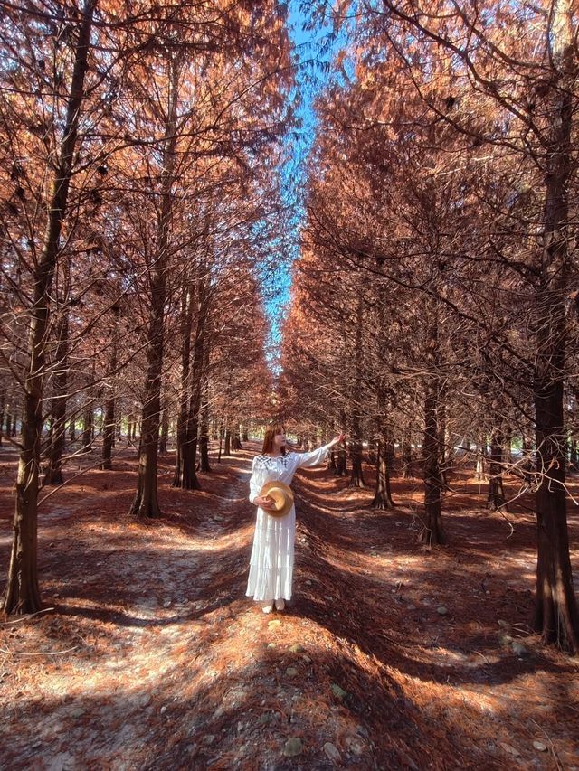 絕美!包場整個落羽松林的韓劇級浪漫 絕美!包場整個落羽松林的韓劇級浪漫