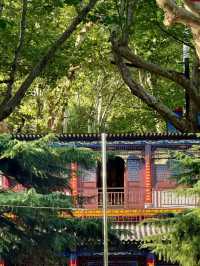 一個人坐火車漫遊渭南｜5.8元騎行解鎖非遺寶藏與市井煙火