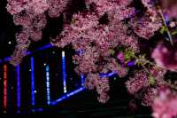 從晨曦到日暮,每一幀都是花漾暴擊