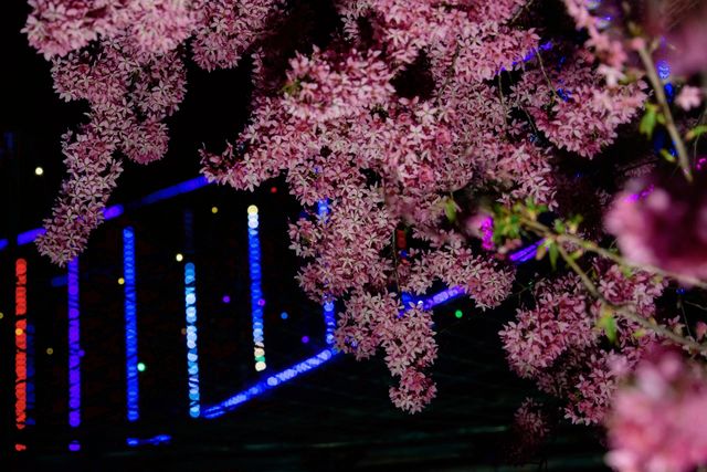 從晨曦到日暮,每一幀都是花漾暴擊 從晨曦到日暮,每一幀都是花漾暴擊