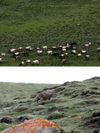 探秘甘南藏族自治州美仁大草原！