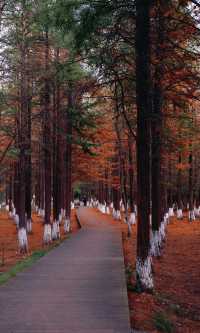 秋日艾溪湖楓葉大片