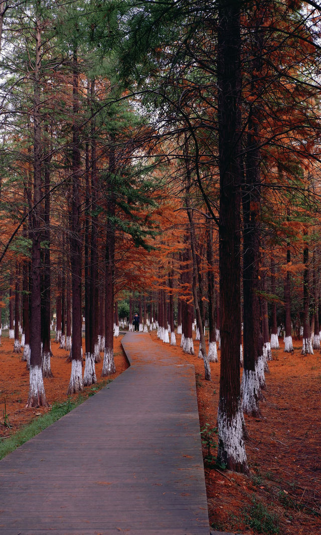 秋日艾溪湖楓葉大片