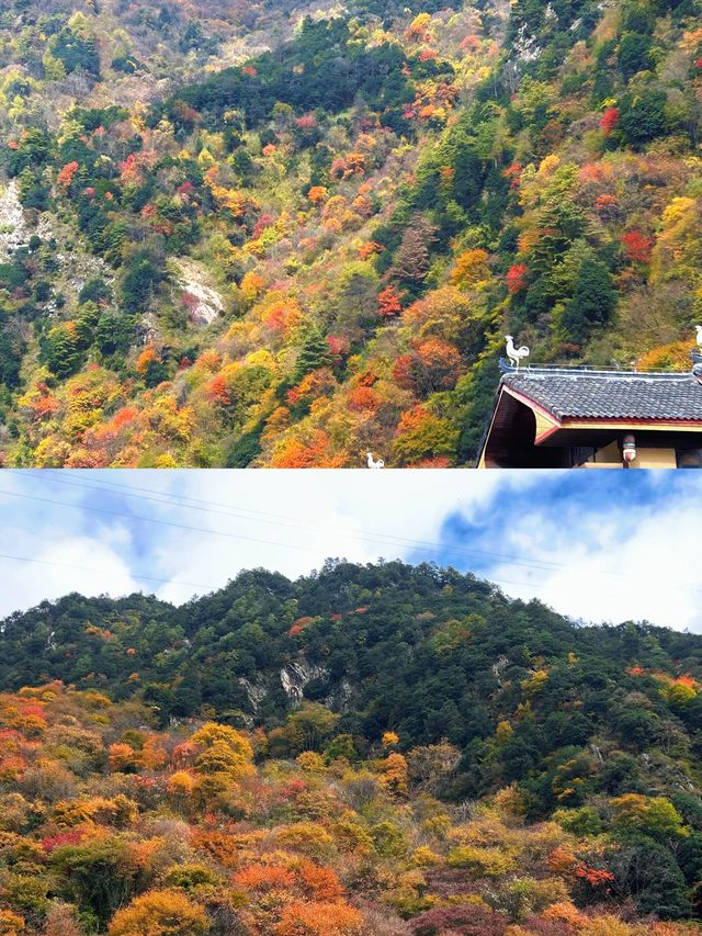 11月中旬平武縣秋日秘境完整攻略 11月中旬平武縣秋日秘境完整攻略