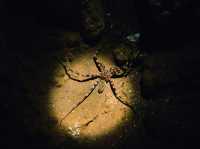 Национальный парк Као Сок (Khao Sok) Тайланд 