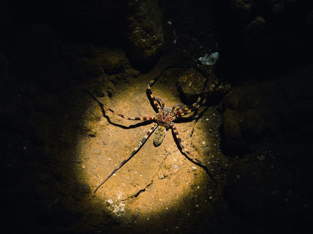 Национальный парк Као Сок (Khao Sok) Тайланд 