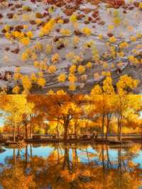 南疆胡楊秘境攻略