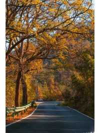 枕山聽水！皖南紅杉林 + 免費挖筍美宿