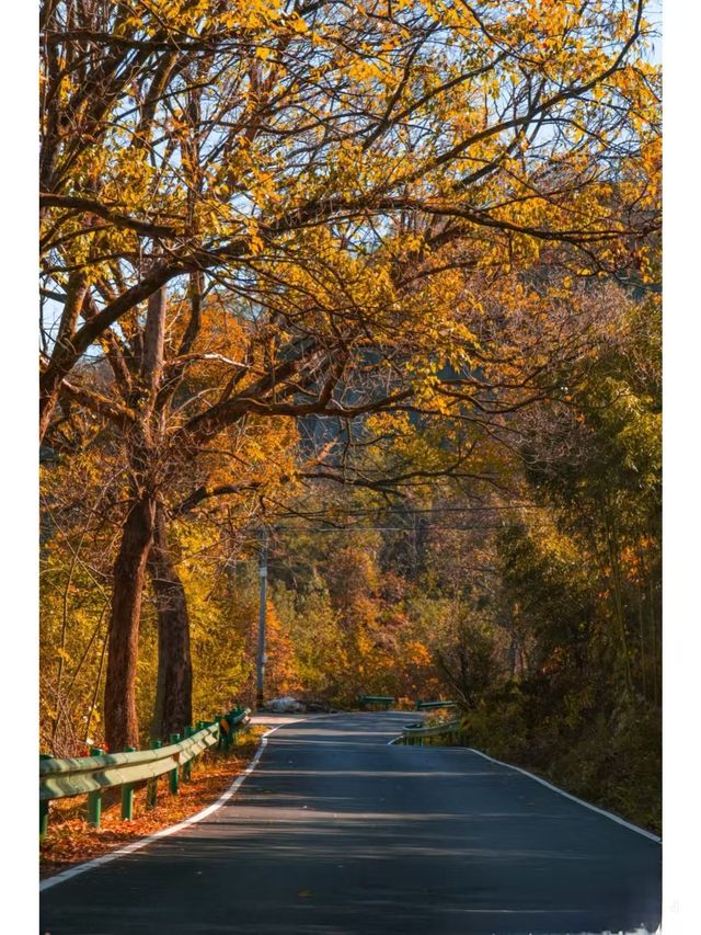 枕山聽水！皖南紅杉林 + 免費挖筍美宿