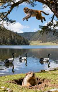 普達措一日窮遊500