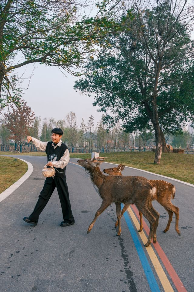 可算有人把宿遷森迪動物園玩明白了全攻略 可算有人把宿遷森迪動物園玩明白了全攻略