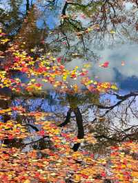 南京莫愁湖賞秋攻略｜一年一度做「飽和度戰士」的時間到啦！