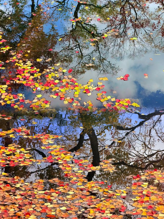 南京莫愁湖賞秋攻略｜一年一度做「飽和度戰士」的時間到啦！