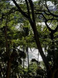 雨林野奢酒店指南