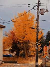 嚟十和田湖感受秋日浪漫啦!呢度嘅楓葉季節簡直靚到窒息,隨手一影就係明信片級數嘅風景