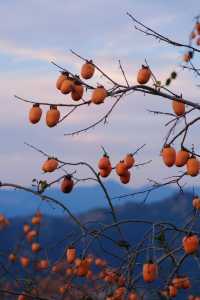 在溫州拍到了刷爆朋友圈的“柿柿”如意