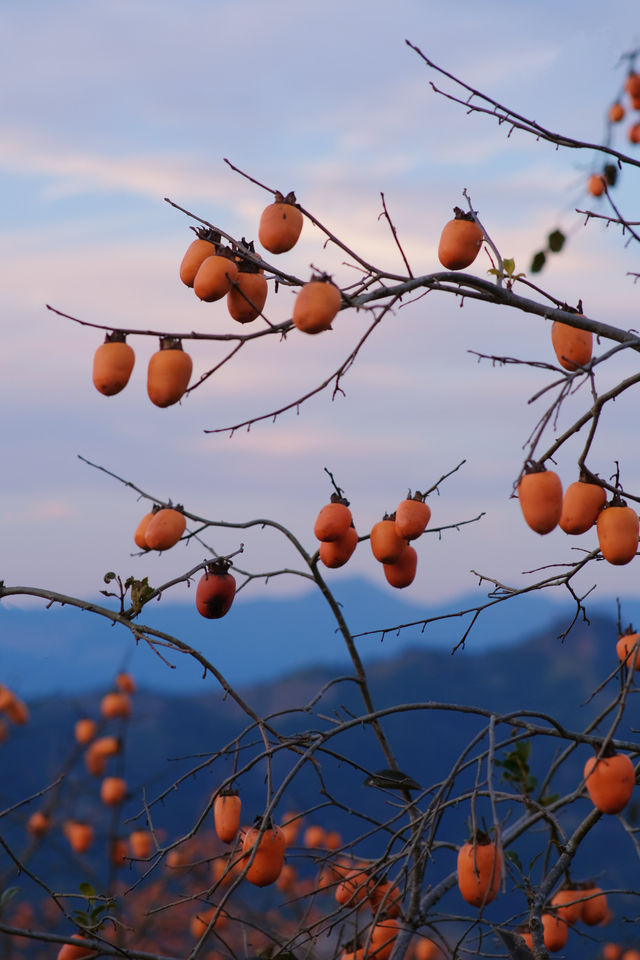 在溫州拍到了刷爆朋友圈的“柿柿”如意