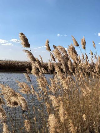 臥龍湖飛鳥集驚豔