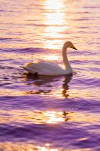 賽里木湖的藍，直接封神！｜每一幀都是視覺洗禮