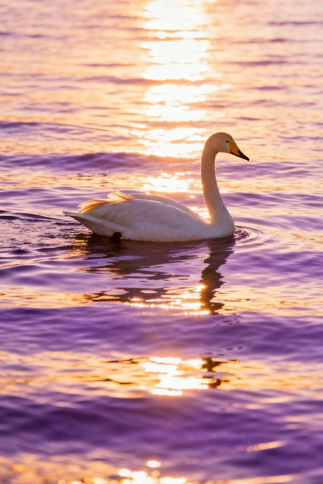 賽里木湖的藍，直接封神！｜每一幀都是視覺洗禮