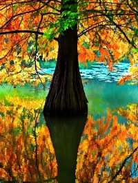 墜入油畫世界明孝陵落羽杉美到封神了