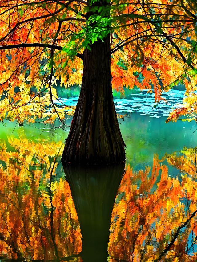 墜入油畫世界明孝陵落羽杉美到封神了