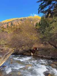 川西3日反向遊|彩林、雪山摘蘋果
