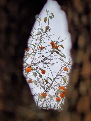 Traveler's Journal｜The Old Persimmon Tree Closest to the City Turns Red, Gaining Insight into Life's Mindset at Xilin